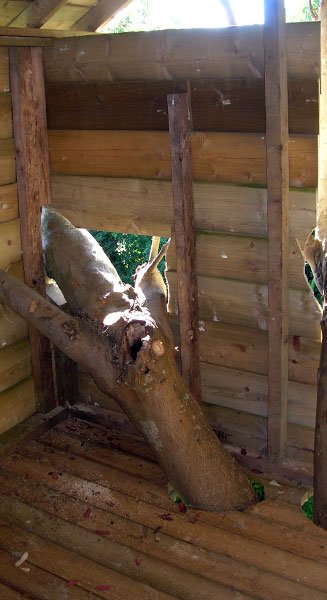 Tree truck through wooden treehouse