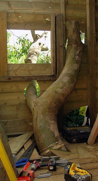 Tree truck through wooden treehouse